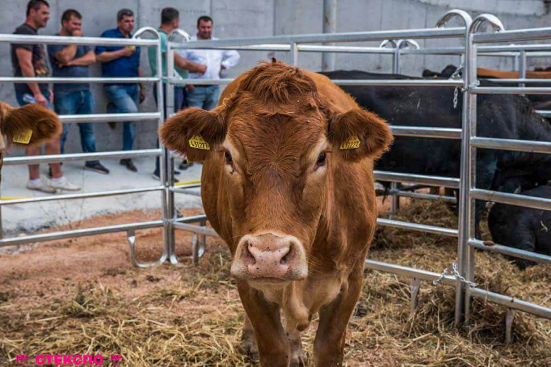 СТЕКСПО 2019 събира най-добрите в месодайното животновъдство