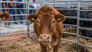 СТЕКСПО 2019 събира най-добрите в месодайното животновъдство - Снимка 1