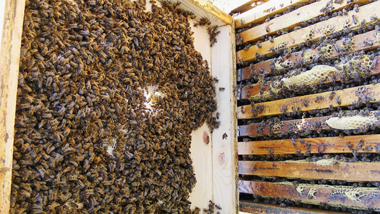 Пчелар: Цената на меда е престъпно ниска