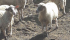 Овце - Снимка 2