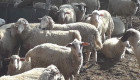 Овце - Снимка 4