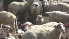 Овце - Снимка 5