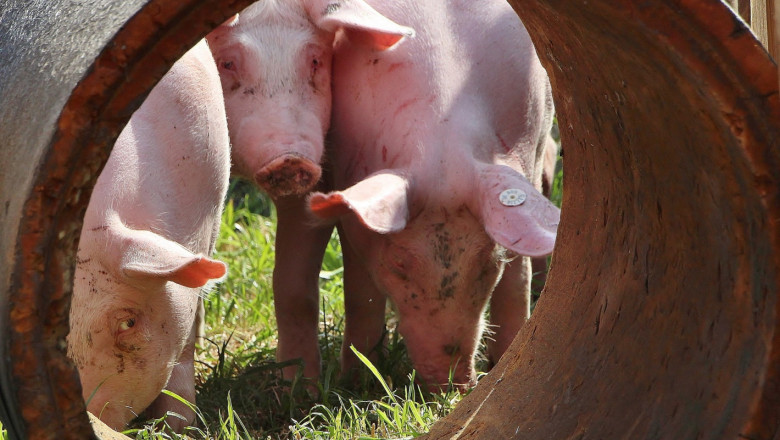 Може ли чумата да изстреля цената на свинското?