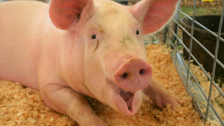 Свиневъди vs БАБХ: Свинекомплексът в Бръшлен обмисля да съди ОДБХ-Русе