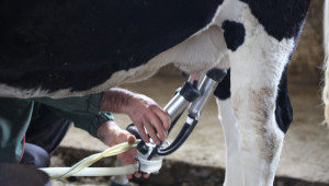 Прогноза: Изкупуват кравето мляко на по-висока цена - Agri.bg