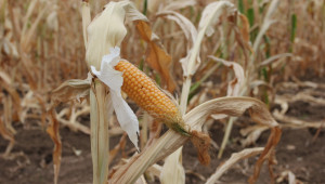 В Добруджа: Пъстра е картинката при царевицата