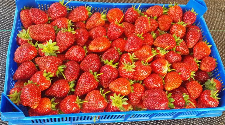 Разсад целогодишна ягода Албион в тарелки, Пловдив - Снимка 1