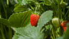Разсад целогодишна ягода Албион в тарелки, Пловдив - Снимка 6