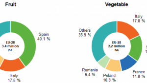 Къде са родните плодове и зеленчуци на европейската карта? - Снимка 2