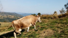 Продавам крави -ЖАРСЕ - Снимка 2