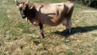 Продавам крави -ЖАРСЕ - Снимка 3