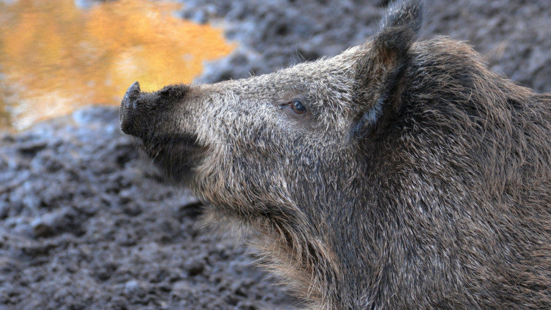 Тревога: Масова смърт на диви свине край Търговище