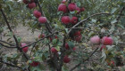 Продавам ябълки - Снимка 3