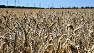 Засяха първите площи с пшеница в Добруджа