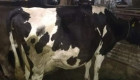 Продавам крави - Снимка 2