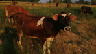 Продавам крави - Снимка 2