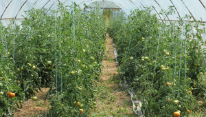 Отпускат помощ за борба с вредителите по доматите