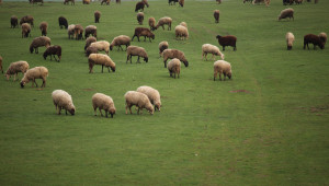 Родни овцевъди черпят опит от най-големия кооператив в Италия - Снимка 2
