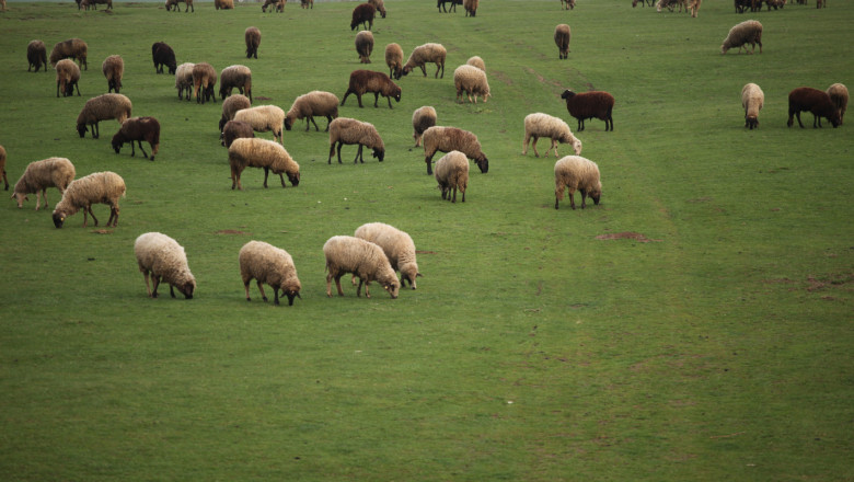 Родни овцевъди черпят опит от най-големия кооператив в Италия