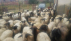 Продавам овце - Снимка 1