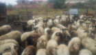 Продавам овце - Снимка 2