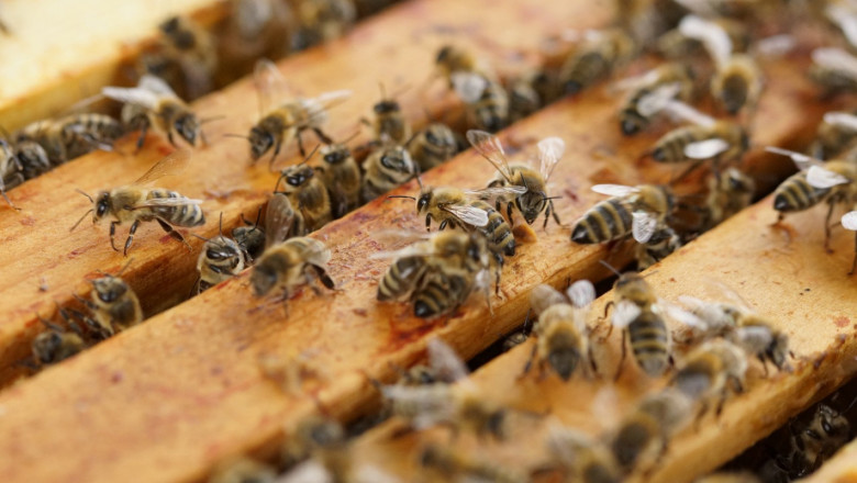 Показват новости при зазимяването на пчелите