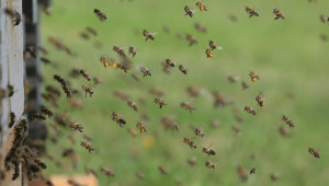 Правилото на 5-те дни - как да защитим пчелите от пестицидните обработки?