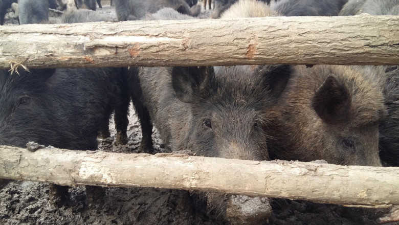 Две нови огнища: Чумата удари ферма с източнобалкански свине в Смядово