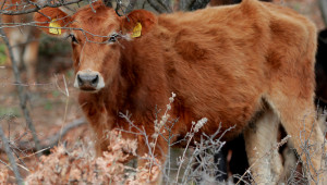 Какво ни казахте: Трябва да се отпусне de minimis на животновъдите заради сушата - Agri.bg