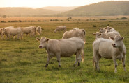 Национална асоциация за месодайно говедовъдство в България