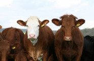 Асоциация за развъждане на месодайните породи говеда в България - лого на компанията