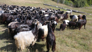 Пътят от Калоферската коза до симбиотичното земеделие - Снимка 3