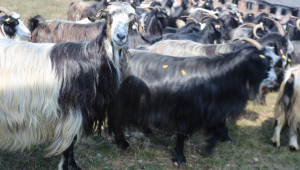 Пътят от Калоферската коза до симбиотичното земеделие - Agri.bg