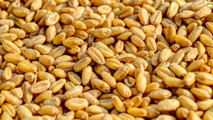 Министерството: България изнесе зърно за над 1 милиард долара