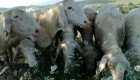 АСАФ - ASSAF чистокръвни кочове и агнета за разплод - Снимка 4