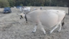 Бременни Крави - сиво искърска порода - Снимка 2