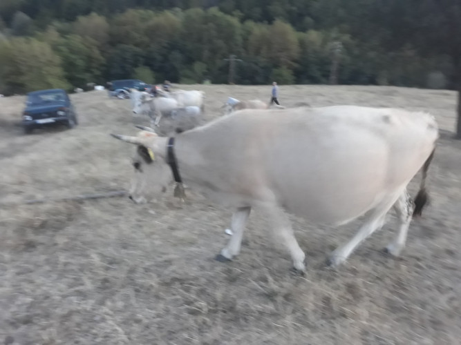 Бременни Крави - сиво искърска порода - Снимка 2
