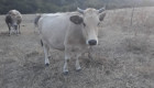 Бременни Крави - сиво искърска порода - Снимка 3