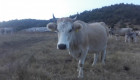 Бременни Крави - сиво искърска порода - Снимка 4