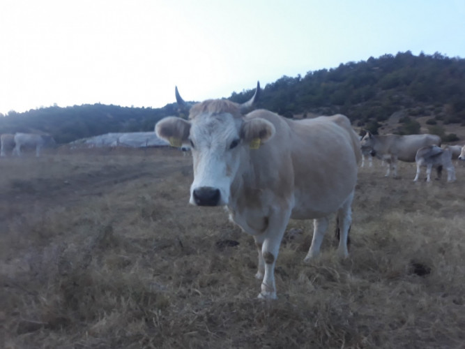 Бременни Крави - сиво искърска порода - Снимка 4