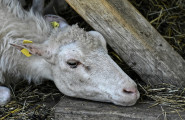 Сдружение „Организация за развъждане на цигайски и месни породи овце в Република България”