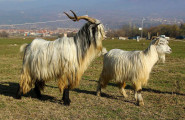 Асоциация за опазване и развъждане на местна дългокосместа коза - лого на компанията