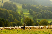 Асоциация за развъждане на Котленска порода овце - лого на компанията