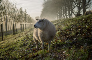 Асоциация за развъждане на тънкорунни овце в България