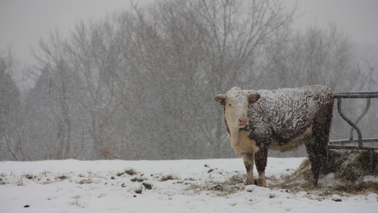 Снежна блокада: Американски фермери не могат да приберат реколтата си