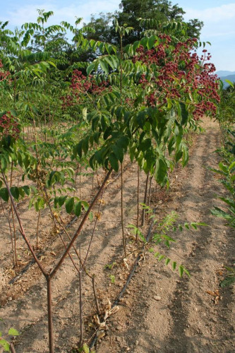 Еводия (дървото на пчеларя) и друга медоносна растителност - Снимка 1