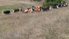 месодайни крави - Снимка 1