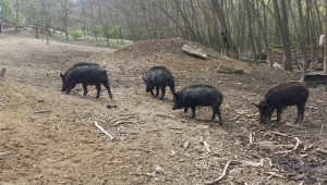 Чумата опустоши още едно стопанство с източнобалкански свине в Шуменско - Agri.bg