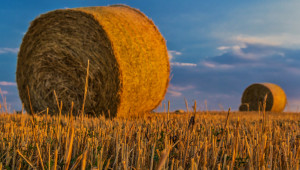 На зърнените борси: Цените нагоре заради спада при пшеницата
