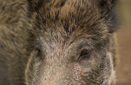 Асоциация на свиневъдите в България - лого на компанията